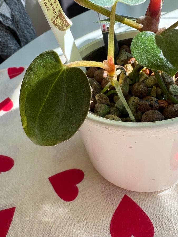 Anthurium siewka hybryda 2
