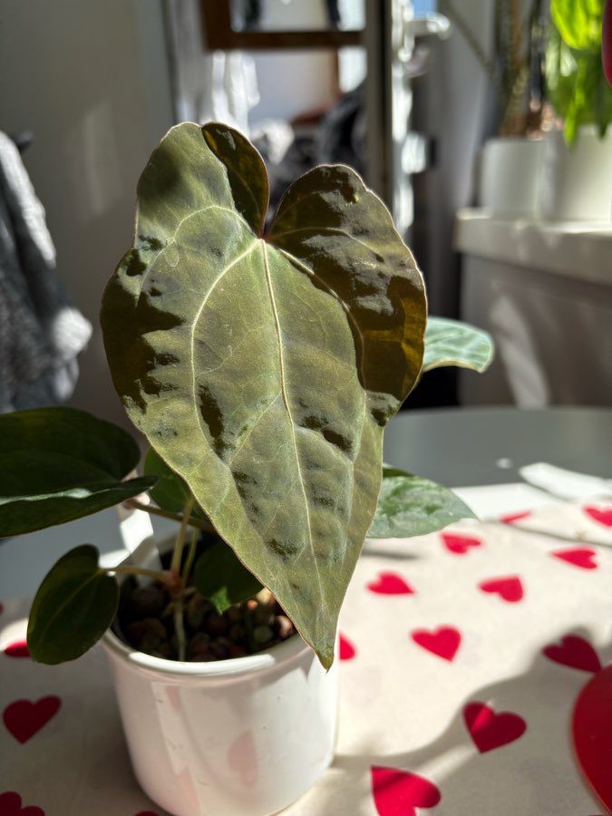 Anthurium siewka hybryda 4