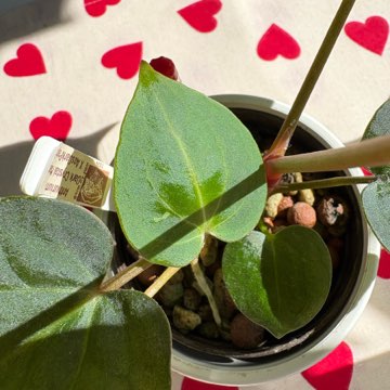 Anthurium siewka hybryda