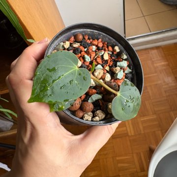 Anthurium siewka hybryda