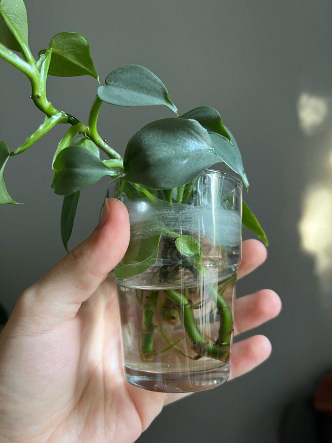 philodendron silver queen 2