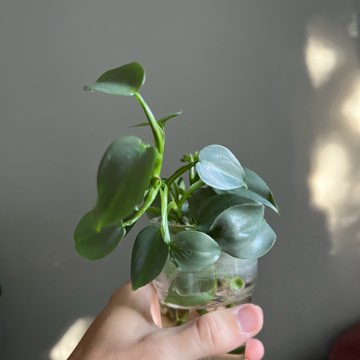 philodendron silver queen