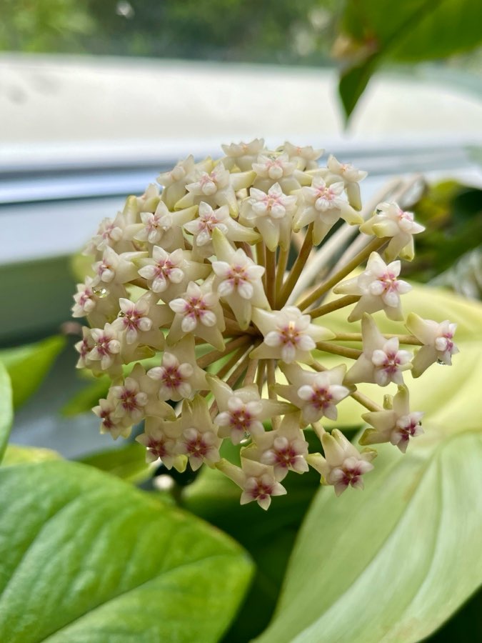 Hoja Pottsii ‘Kuranda’ IML0039 5