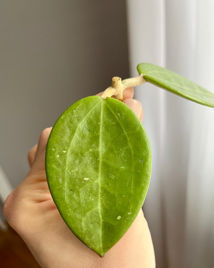 Hoja Pottsii ‘Kuranda’ IML0039 3