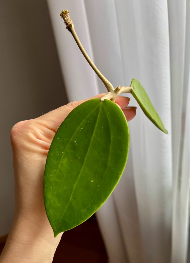 Hoja Pottsii ‘Kuranda’ IML0039 2