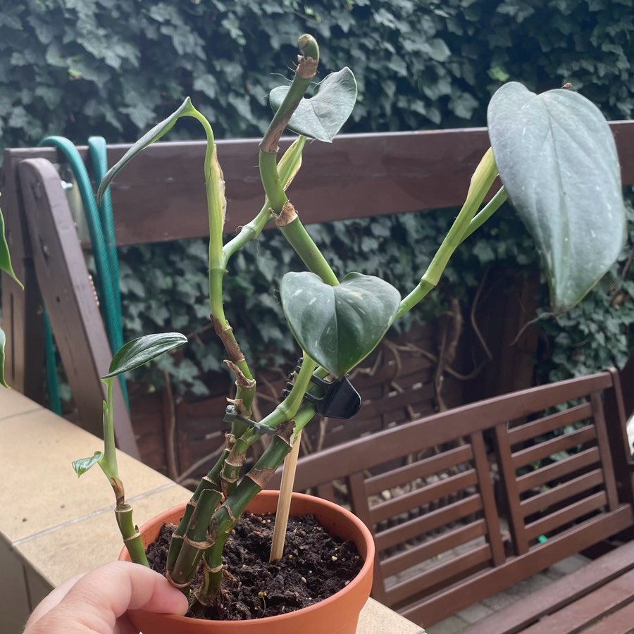 Monstera Stanleyana Cobra