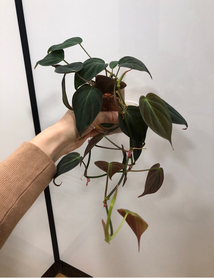 Philodendron micans