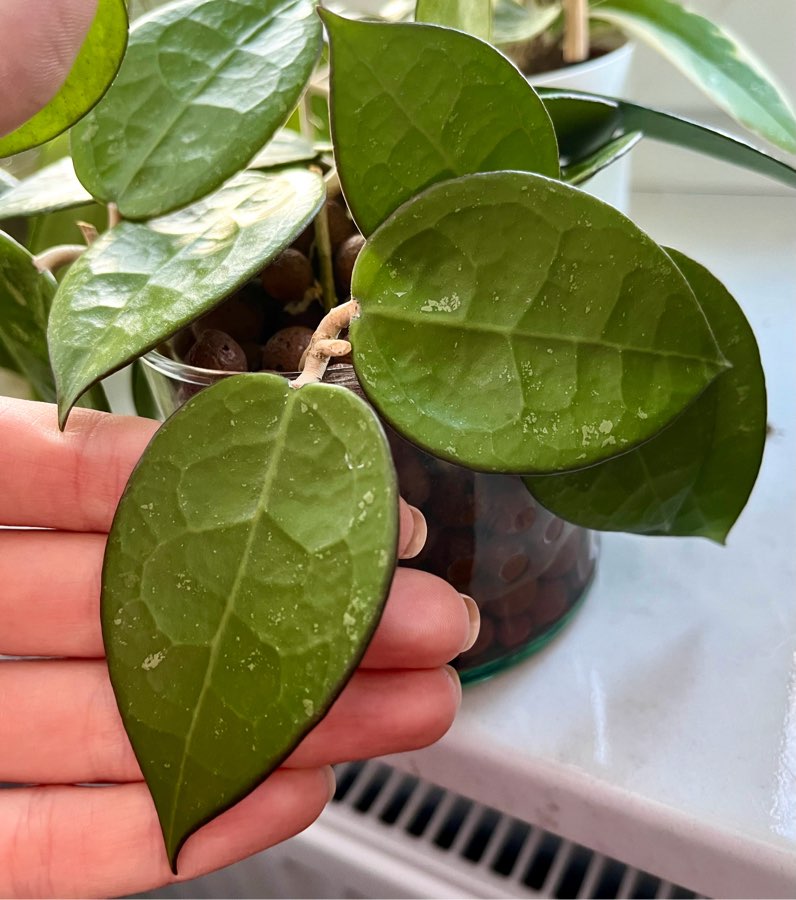 Hoya sp. Anjuk Ladang 1cw