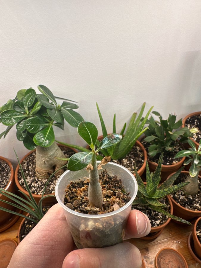 Adenium obesum 2