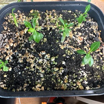 Adenium obesum