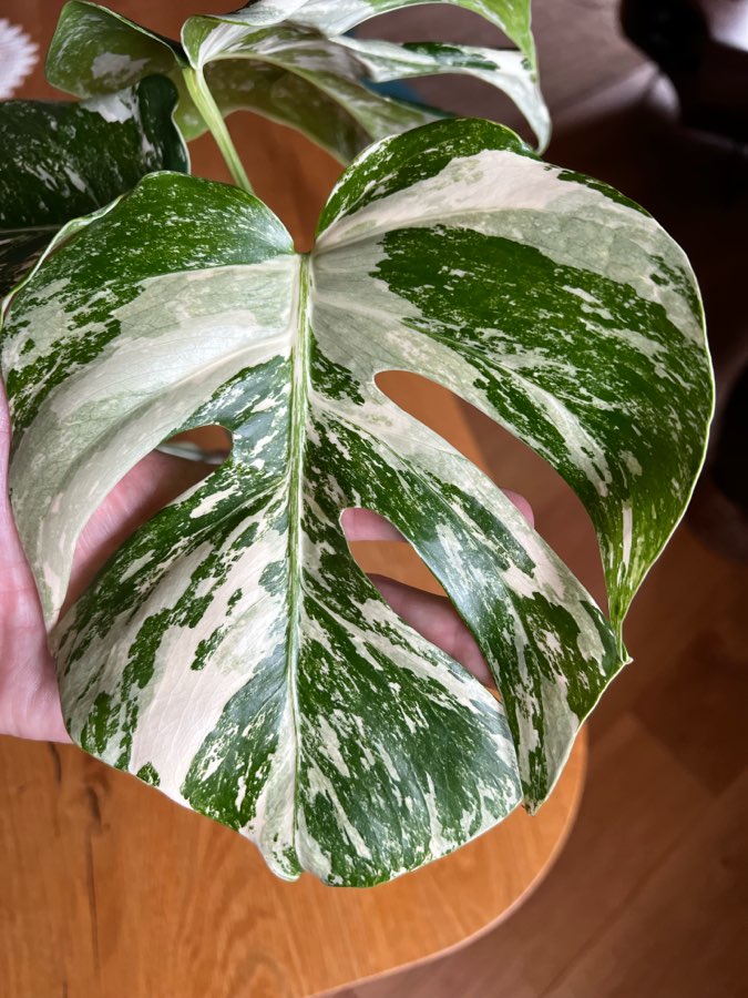Monstera Variegata 🤍 4