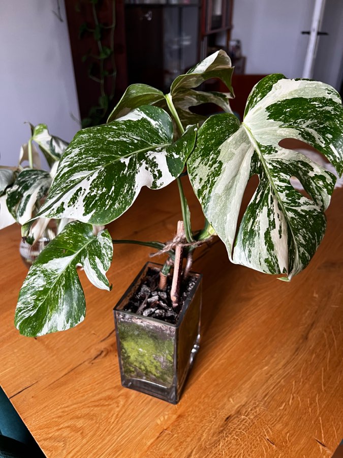 Monstera Variegata 🤍 3