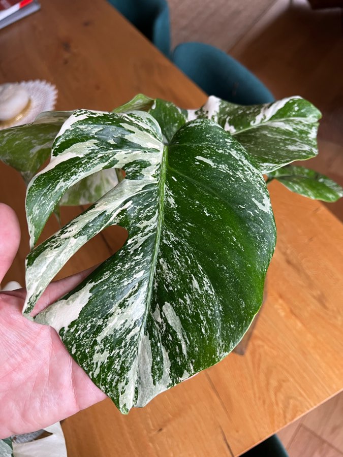 Monstera Variegata 🤍 5