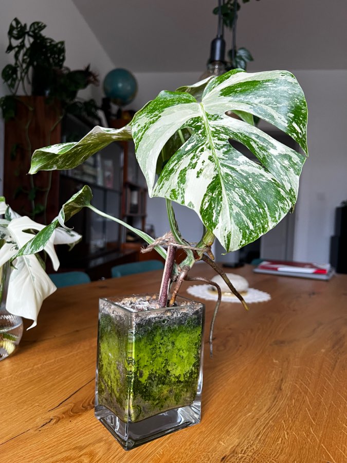 Monstera Variegata 🤍 2