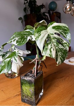 Monstera Variegata 🤍