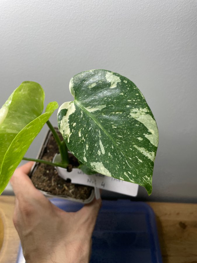 Monstera thai constellation 2