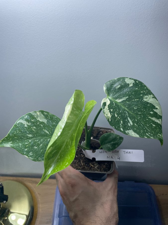 Monstera thai constellation 3