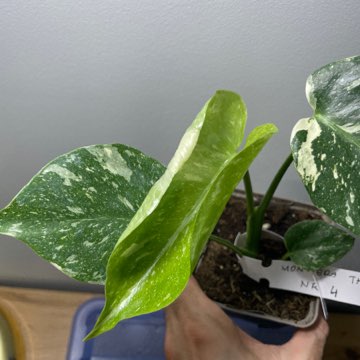 Monstera thai constellation
