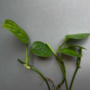 Monstera Peru sp Karstenianum sadzonka pędowa kolekcjonerska