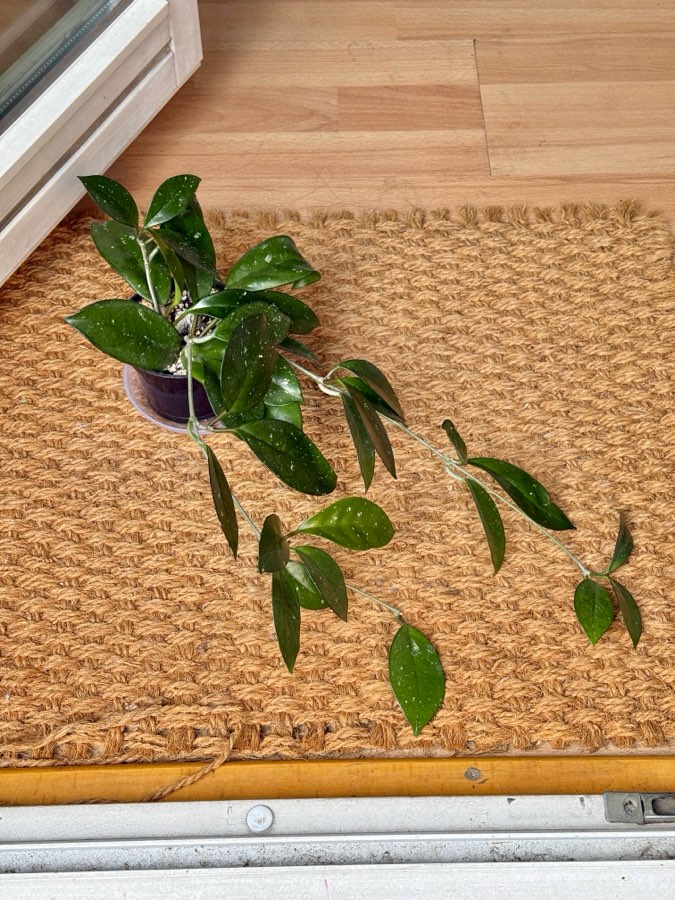 hoya carnosa 3