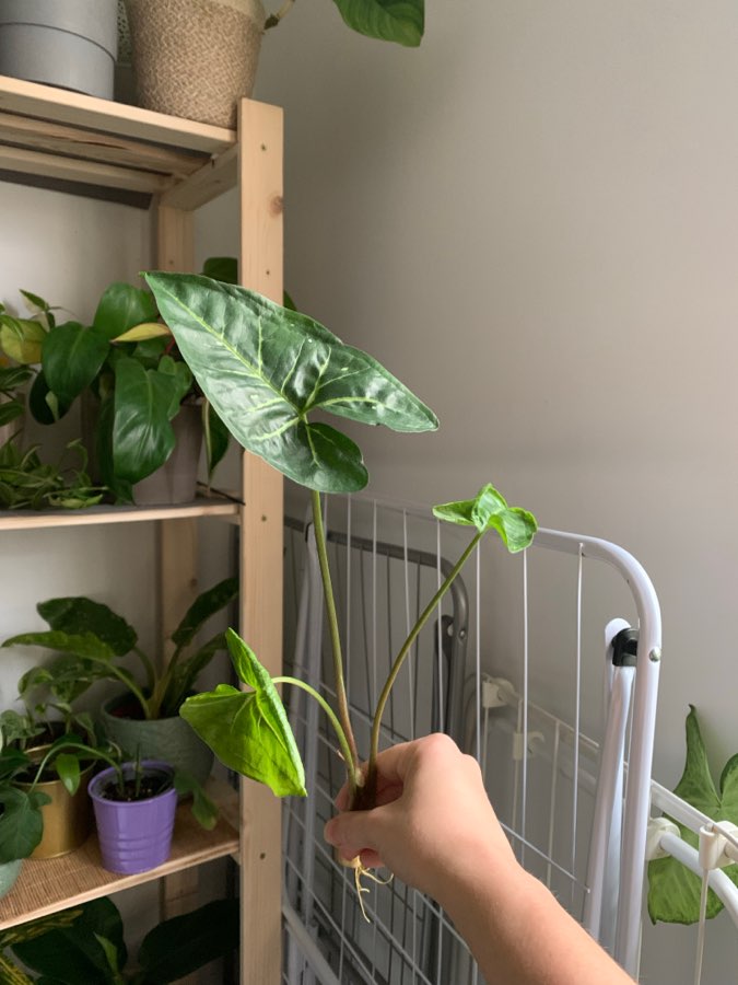 Syngonium 4