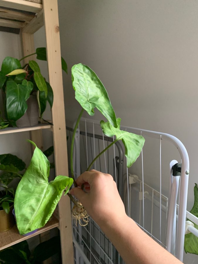 Syngonium 5