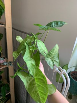 Syngonium