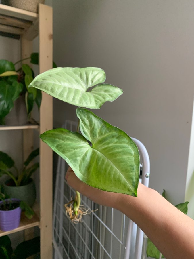 Syngonium 3