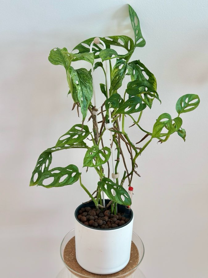 Monstera adansonii Mint 2