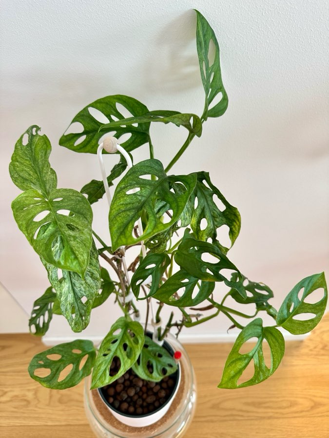 Monstera adansonii Mint 5