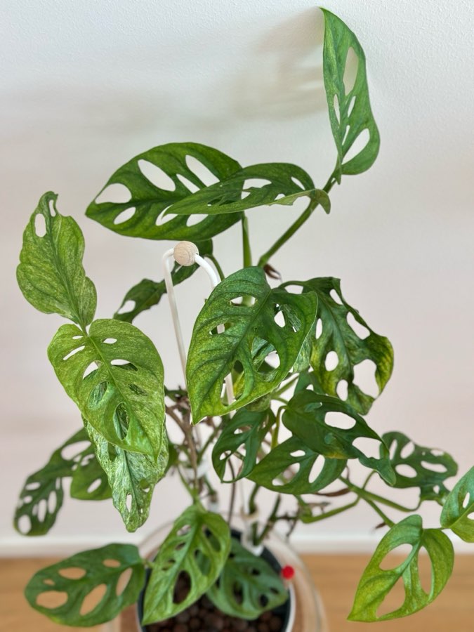 Monstera adansonii Mint 3