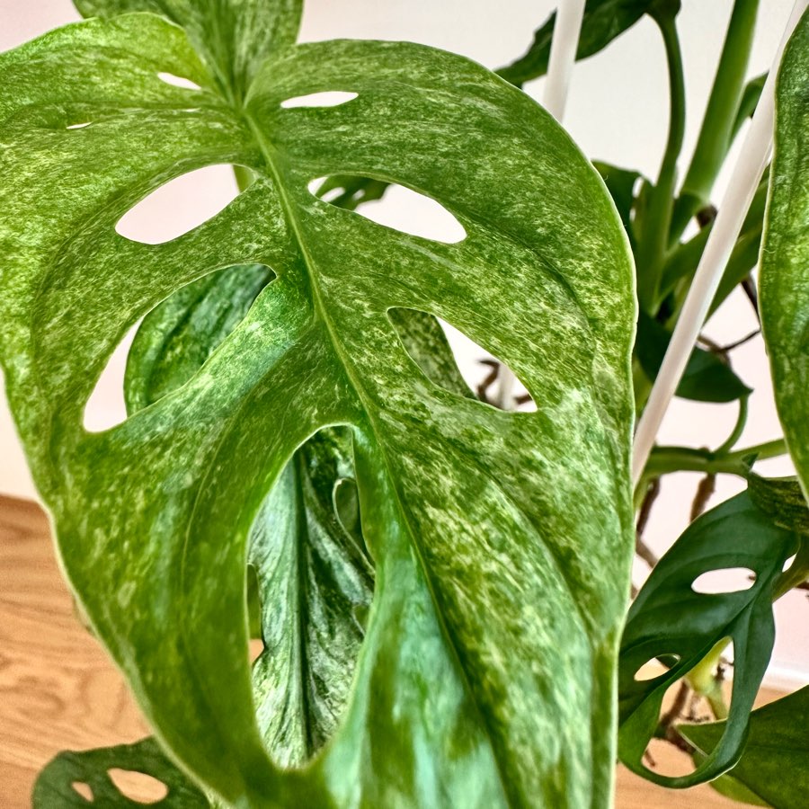 Monstera adansonii Mint