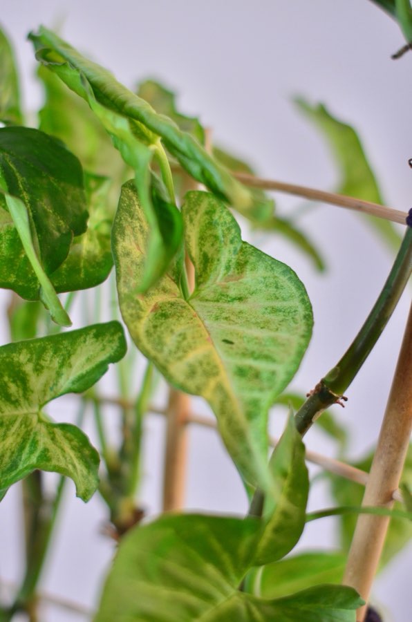 Syngonium Confetti Tricolor 🩷💚 3