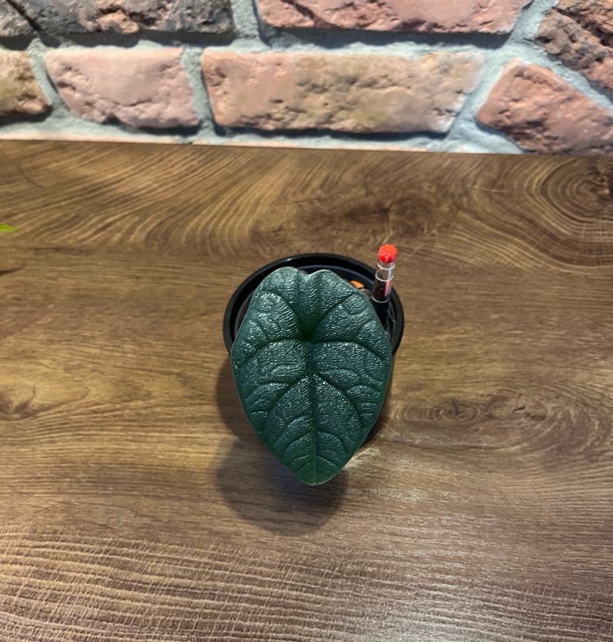 Alocasia Melo 2