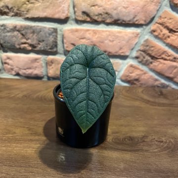 Alocasia Melo