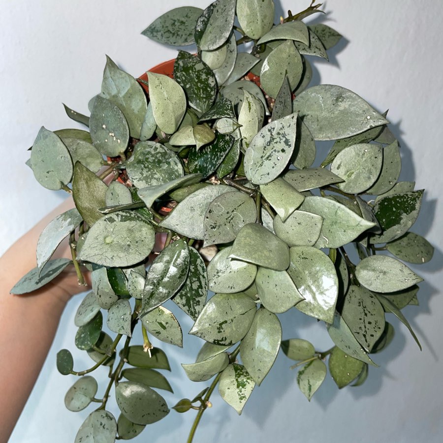 Hoya Eskimo