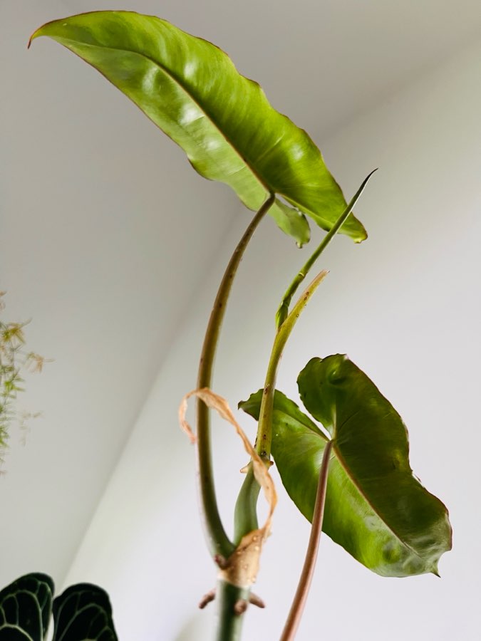 Philodendron paraiso verde 5
