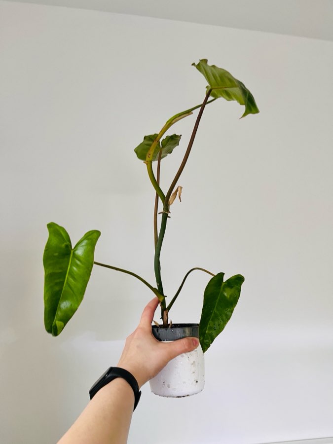 Philodendron paraiso verde 2
