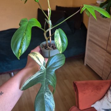 Philodendron Floryda Beauty