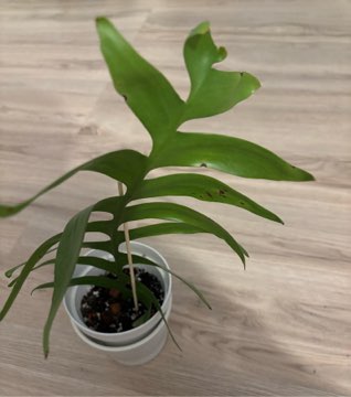 Epiphyllum chrysocardium