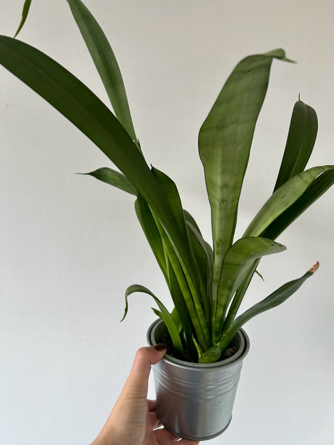 Sansevieria moonshine 3