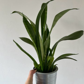 Sansevieria moonshine