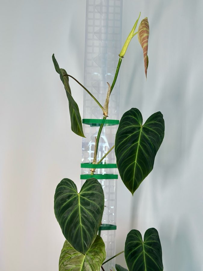 Philodendron Splendid 2