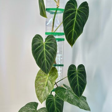 Philodendron Splendid