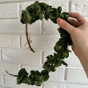 Hoya Compacta