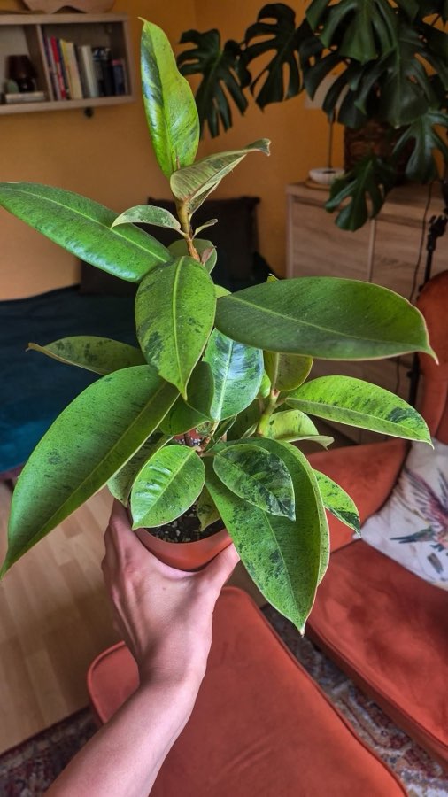 Ficus Elastica Moonshine 2