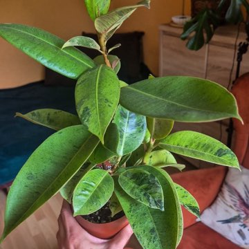Ficus Elastica Moonshine