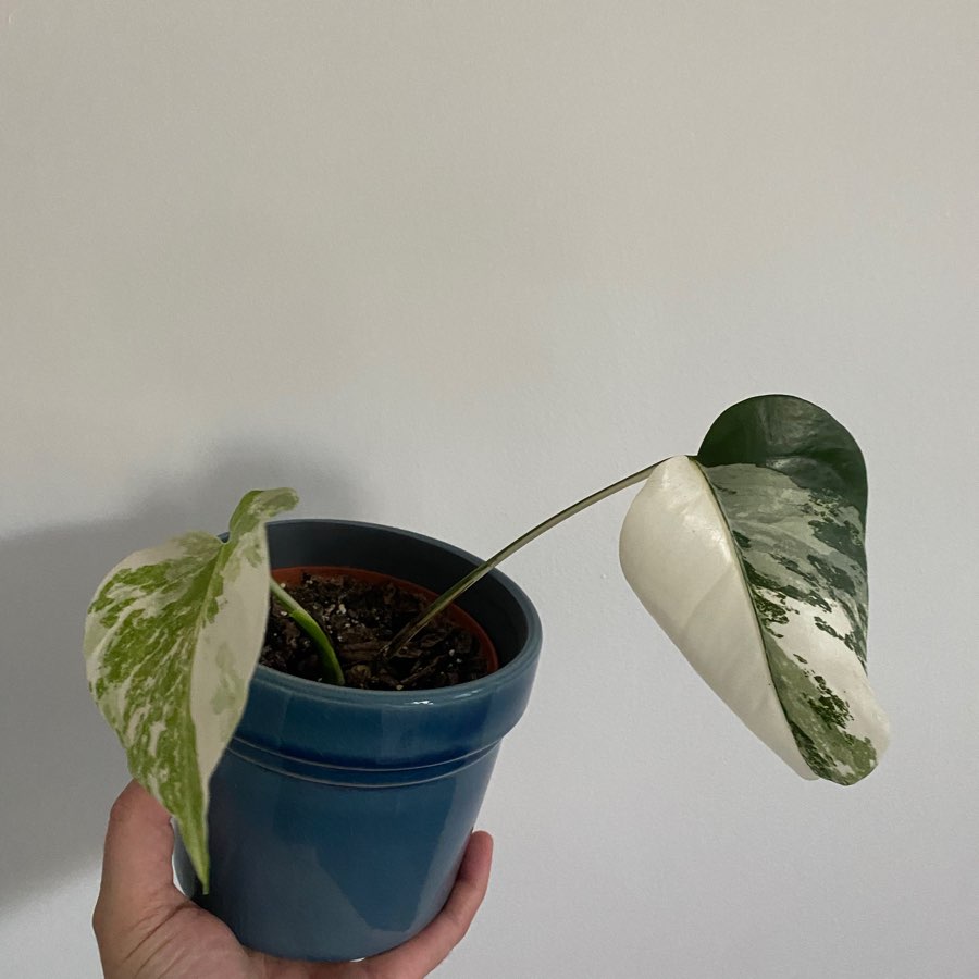 Monstera Deliciosa Wariegata