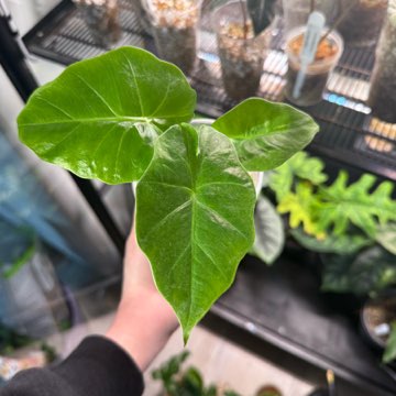 Alocasia low rider