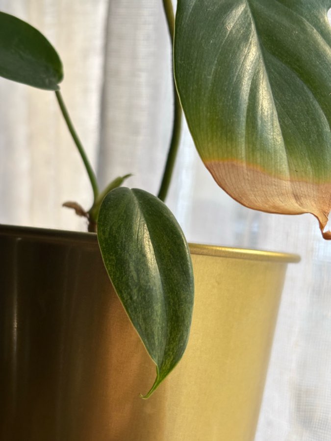 philodendron florida beauty variegata regres 2
